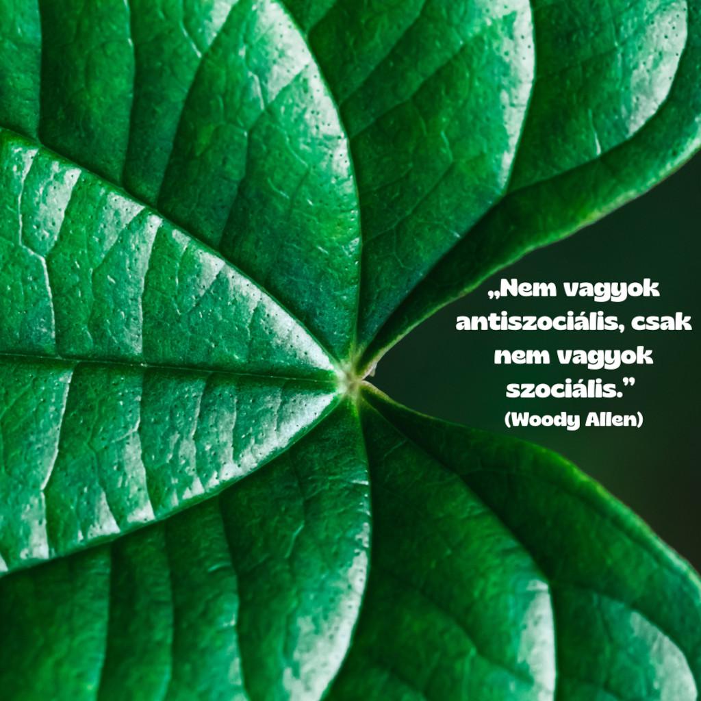 KULTÚRONLINE HÍRLEVÉL 231