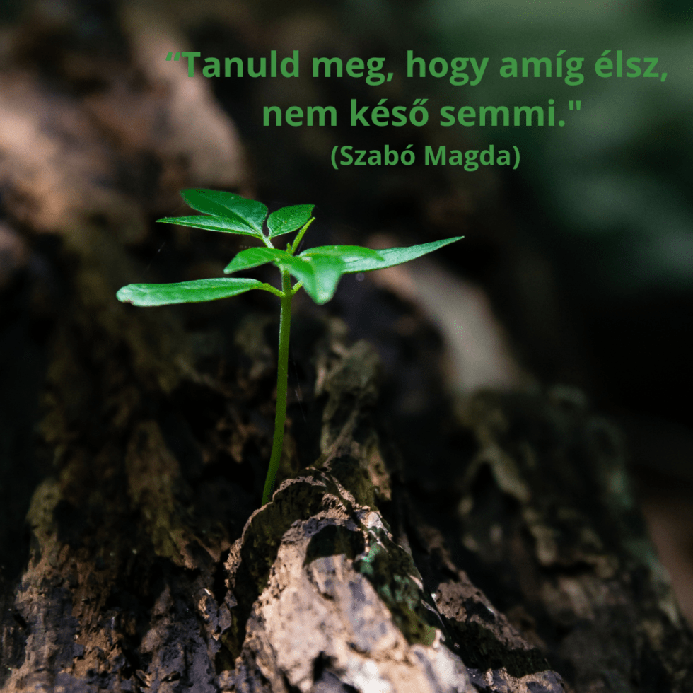 Kultúronline hírlevél 243