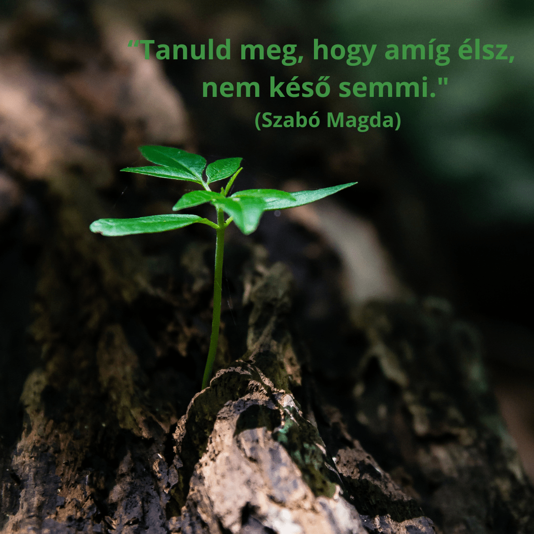 Kultúronline hírlevél 243